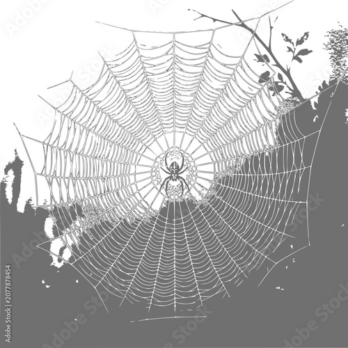 Spider and Web in Nature