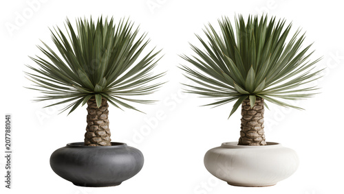 Foto Two potted yucca plants one in a black pot one in a white pot, isolated on trans
