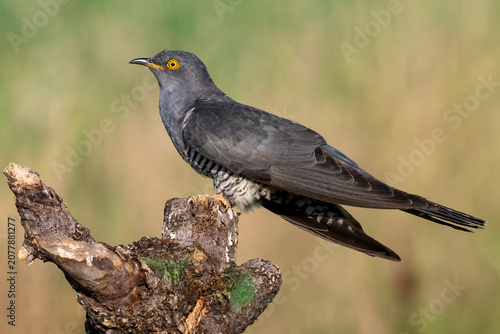 Cuculo (Cuculus canorus)