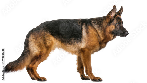 Canvastavla German Shepherd dog standing alert, isolated on transparent background