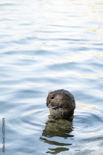 A small animal or muskrat  swims in a lake while water ripples around its body
