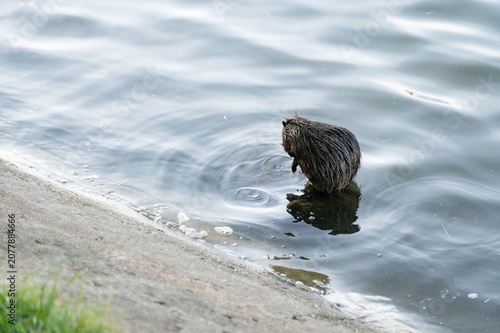 Small animal or muskrat stands in water near the riverbank during daylight in a natural setting