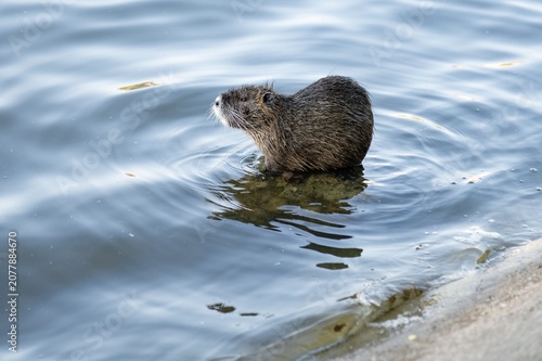Small animal or muskrat  stands on the edge of water at a lake in the afternoon sunlight
