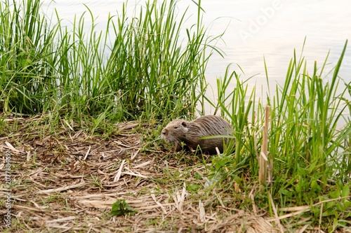 Muskrat walking near water and grass at riverbank during evening light