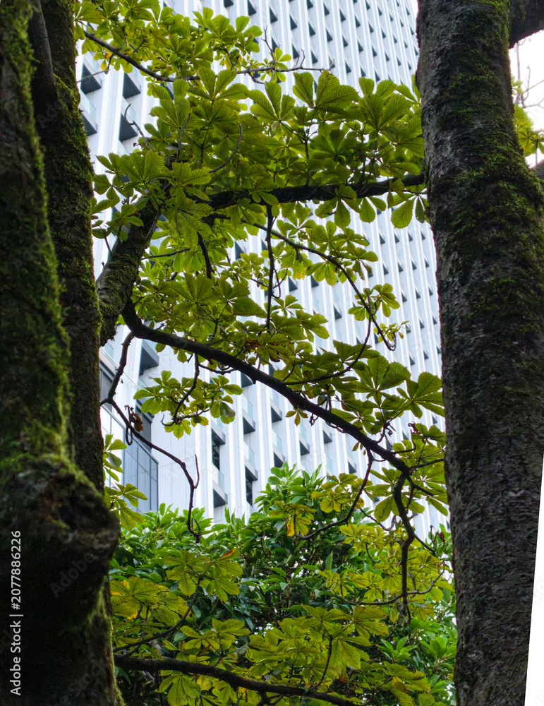 Fototapeta premium Modern skyscraper through green chestnut trees.