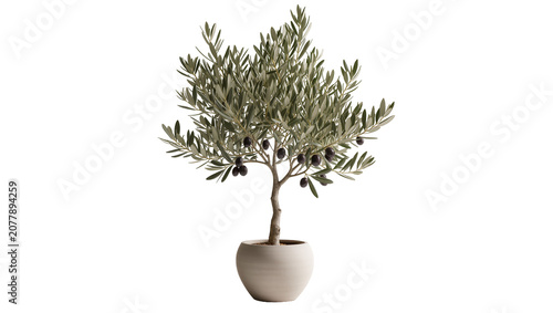 Fotografie Mature olive tree with dark fruits in a round pot, isolated on transparent backg