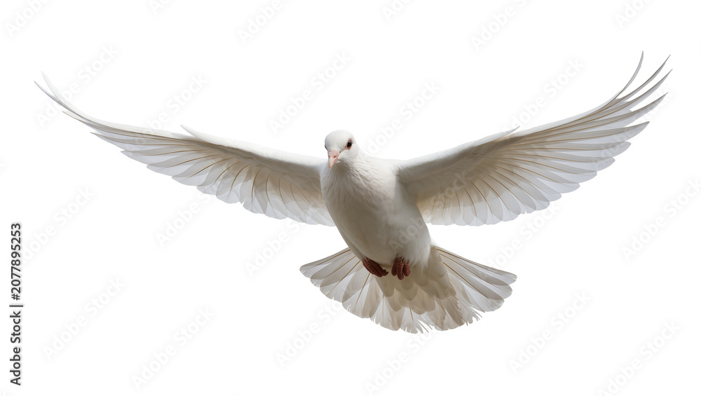 Obraz premium Graceful white dove with outstretched wings, isolated on transparent background