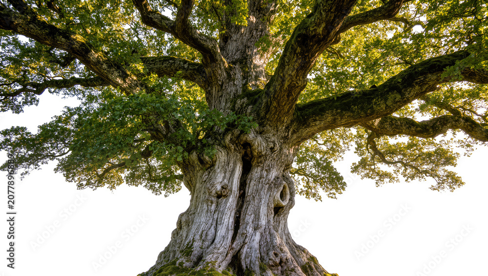 Fototapeta premium Massive ancient oak tree with gnarled trunk and green leaves, isolated on transparent background