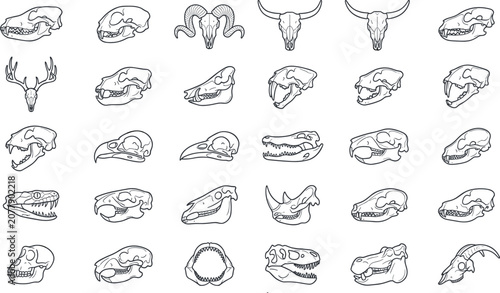 Photography Animal Skull and Jaw Bone Anatomy Line Icon Set with Predator Mammal Bird Reptil