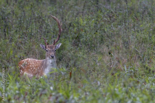 This fallow deer (Dama dama) grows interesting antlers, in technical jargon such a headdress is called abnormal, Feistzeit, Germany