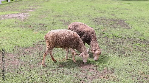 A pair of unshorn sheep grazing in a green pasture field during daytime. Natural environment and animal husbandry lifestyle.