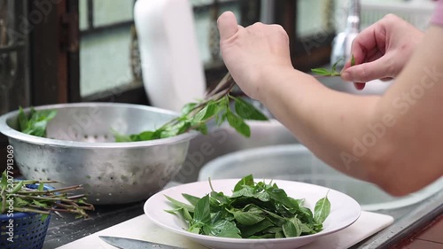 Close up of woman hand plucking fresh green basil leaf from stalk into white plate for cooking. Person preparing organic herb leaf ingredient in kitchen sink for traditional Thai food recipe.