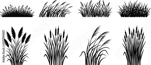 Tableau sur toile Black grass silhouettes and cattail reed tufts vector set isolated on white back