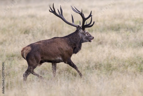 Red Deer (Cervus elaphus), stag, Klampenborg, Copenhagen, Denmark