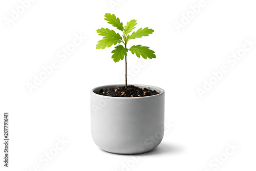Small oak sapling growing in white modern pot on clean white background