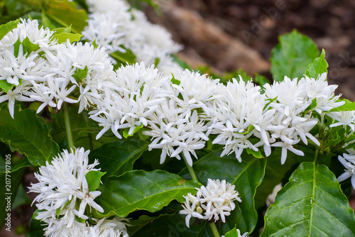 Medium shot of a widespread line of vibrant white coffee flowers expanding horizontally across a mature coffee shrub outdoors on a farm field.