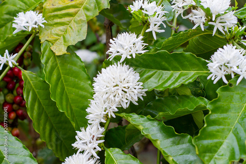 Beautiful aesthetic view of a coffee plant branch loaded with fluffy white blossoms stretching diagonally across dark green leaves.