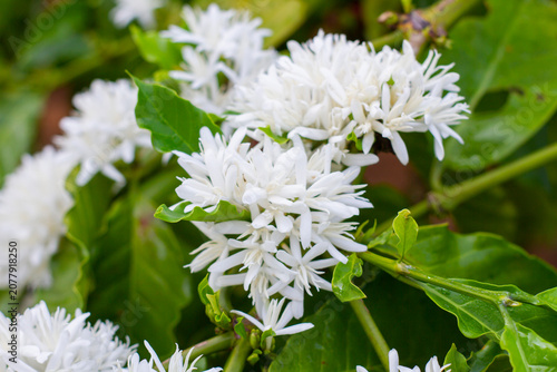 A lush, low-angle shot featuring a heavy cluster of bushy white coffee flowers mimicking a bouquet, surrounded by deep green glossy leaves.
