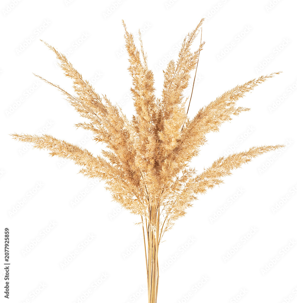 Fototapeta premium Bunch of bulrush spikelets isolated on a white background. Wild spikes. Reed spikelets.