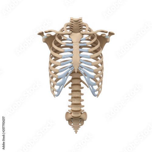 Human rib cage anatomy illustration vector