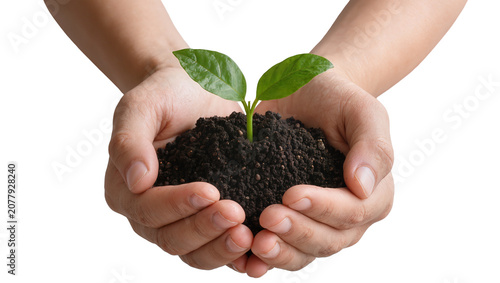 Photography Human hands cradling dark soil with a young green sprout, isolated on transparen