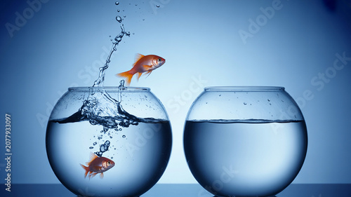 Golden fish jumping between two transparent bowls with water
