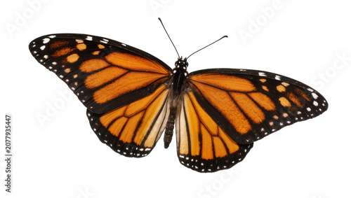 Photos Monarch butterfly with orange and black wings, isolated on transparent backgroun