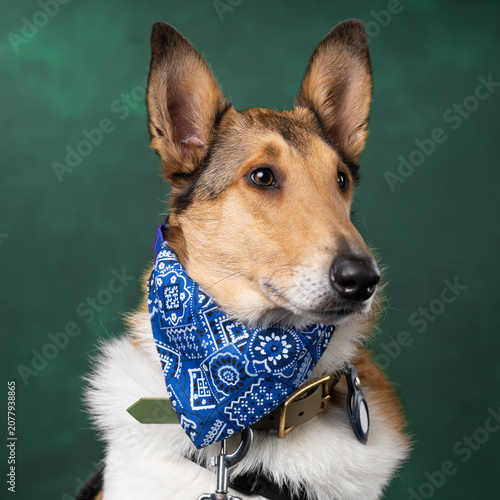 portrait of a dog in the studio