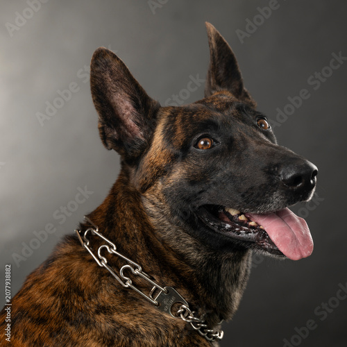 portrait of a dog in the studio