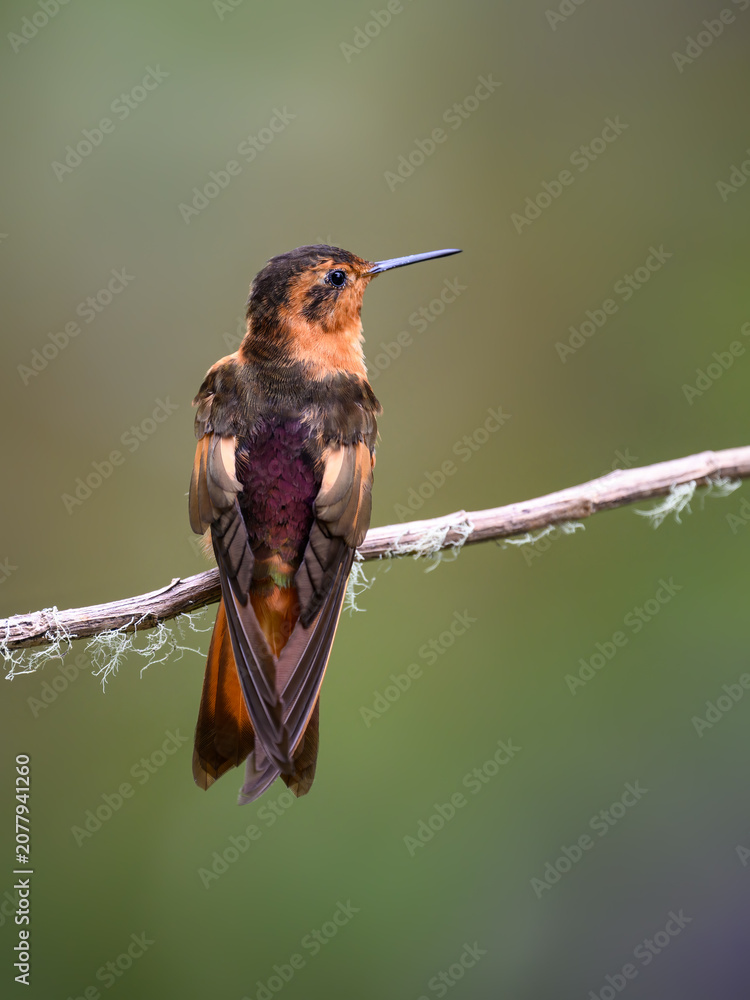 Fototapeta premium Shining Sunbeam Hummingbird Perched on Mossy Branch in Andean Forest
