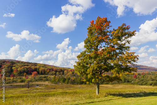 autumn landscape with trees