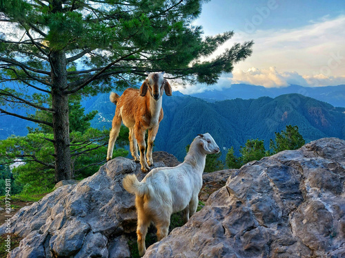 Canvas Print goat on the mountain