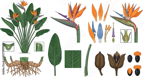 Photos Strelitzia Bird of Paradise Botanical Illustration Set with Dissected Flower Par
