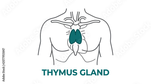 Cuadro en lienzo Medical diagram showing thymus gland location in chest
