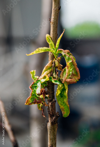 Картината върху платно Twisting of peach leaves caused by fungus or cold