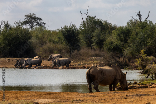 A large group of white Rhinos (Ceratotherium simum) peacefully drinking at the watering hole at the Ndlovu rest camp, in Hlane Royal National Park, Estwatini.