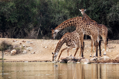 Quadro su tela Three Giraffes (Giraffa giraffa) in different stages and poses of bending down t
