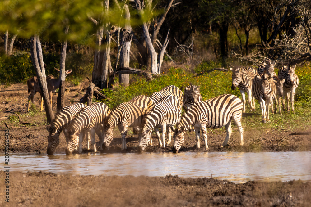Obraz premium Tranquil scene of a herd of Zebras, Equus burchelli, drinking at Mahlindza Dam in Hlane Royal National Park, Eswatini,