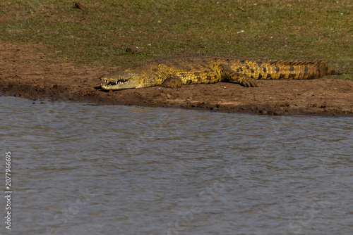 Obraz na plátně A large Nile Crocodile (Crocodylus niloticus) busy basking in the sun on the shoreline of the Mahlindza Dam in Hlane Royal National Park in Eswatini