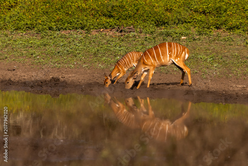 Φωτογραφία A view and reflection of a Nyala ewe and her foul drinking at the Mahlindza Dam, in Hlane Royal National Park, Eswatini