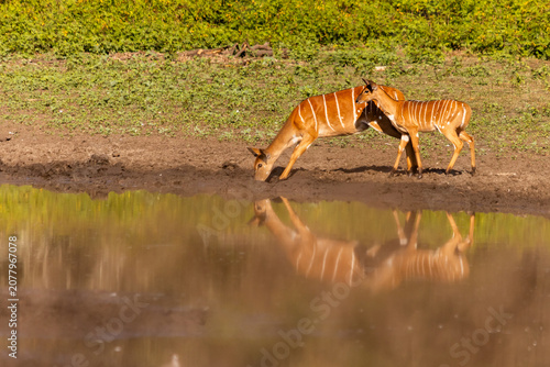 Tableau sur toile A view and reflection of a Nyala ewe and her foul drinking at the Mahlindza Dam, in Hlane Royal National Park, Eswatini