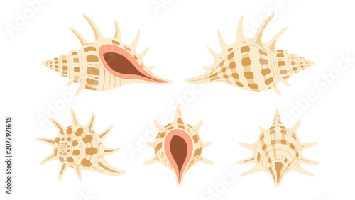 Fotografie Spider conch shell set in multiple views on white background