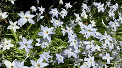 Close-up of Ipheion uniflorum spring starflower densely blooming with delicate white to pale blue star-shaped six-petaled flowers featuring golden stamens, spreading over lush green grass