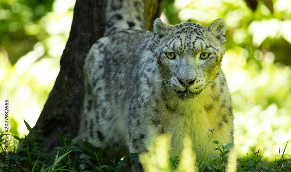 Fototapeta premium Snow leopard close-up portrait. Bronx Zoo. New York.