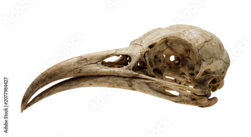 Bird Skull with Long Curved Beak and Visible Internal Cavities Isolated on White Background