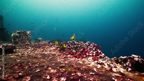 Spanish Hogfish Swimming Above Coral Growth on Sunken Shipwreck