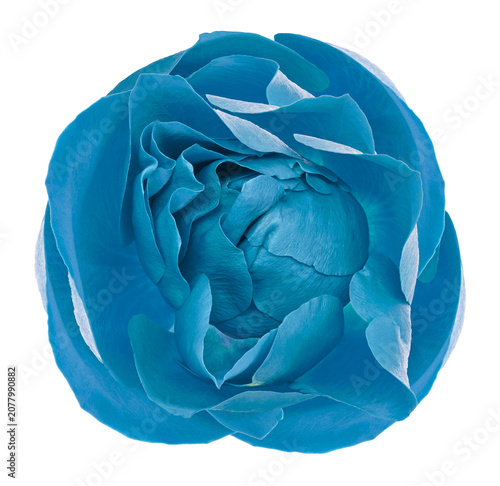 Rose flower  on  isolated background with clipping path. Closeup. For design. Nature..