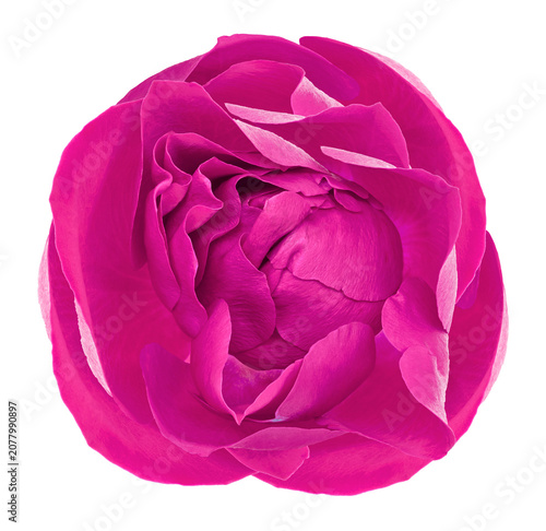 Rose flower  on  isolated background with clipping path. Closeup. For design. Nature..