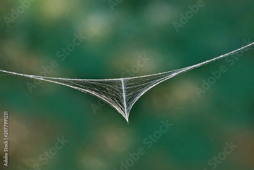 A spider web hangs from a tree branch in a natural setting