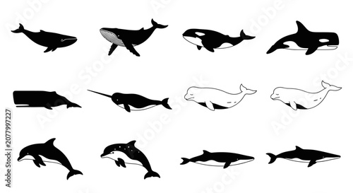 Foto Black silhouettes of whales and marine mammal species.